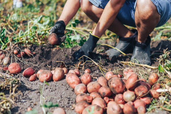 Harvest time concept. Farmer harvesting fresh organic potatoes from soil.