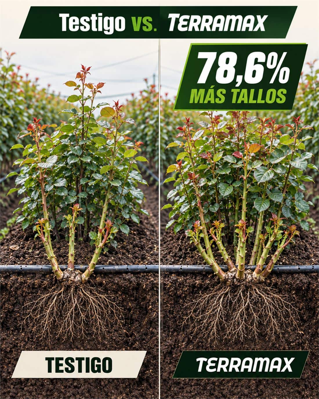 Comparativa lado a lado entre una planta de rosa del bloque testigo y una del bloque tratado con Terramax, mostrando mayor cantidad de tallos basales y un sistema radicular más ramificado con Terramax